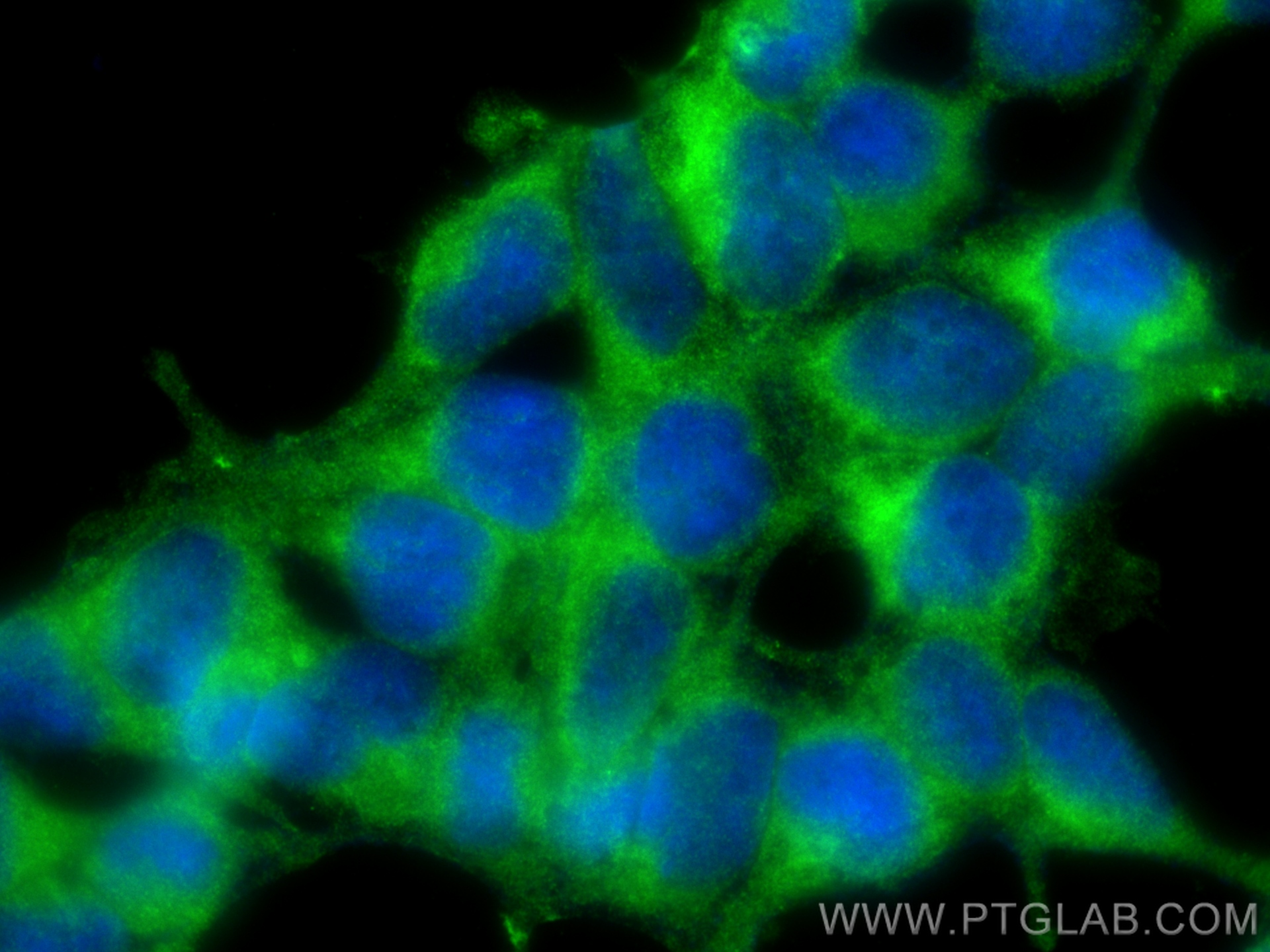 IF Staining of HEK-293 using 10871-1-AP