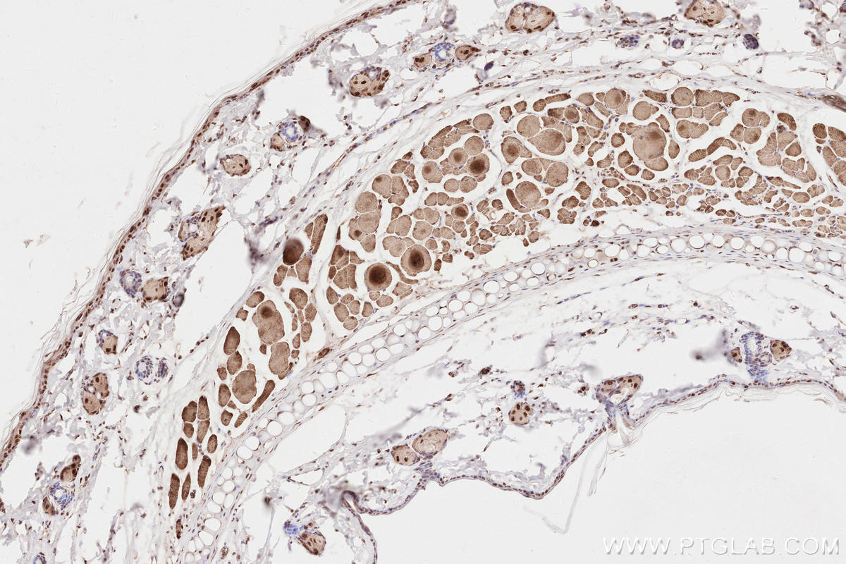 IHC staining of rat skin using 28719-1-AP