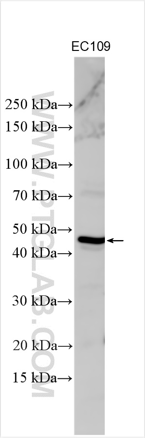 WB analysis using 18501-1-AP