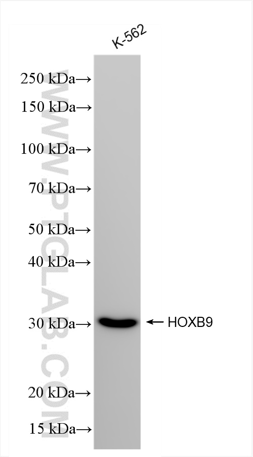 WB analysis of K-562 using 84609-3-RR (same clone as 84609-3-PBS)