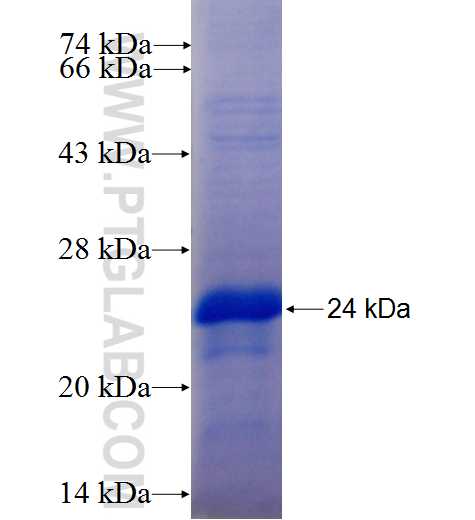 HOXC13 fusion protein Ag25557 SDS-PAGE