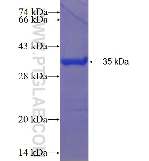 HOXC9 fusion protein Ag22526 SDS-PAGE