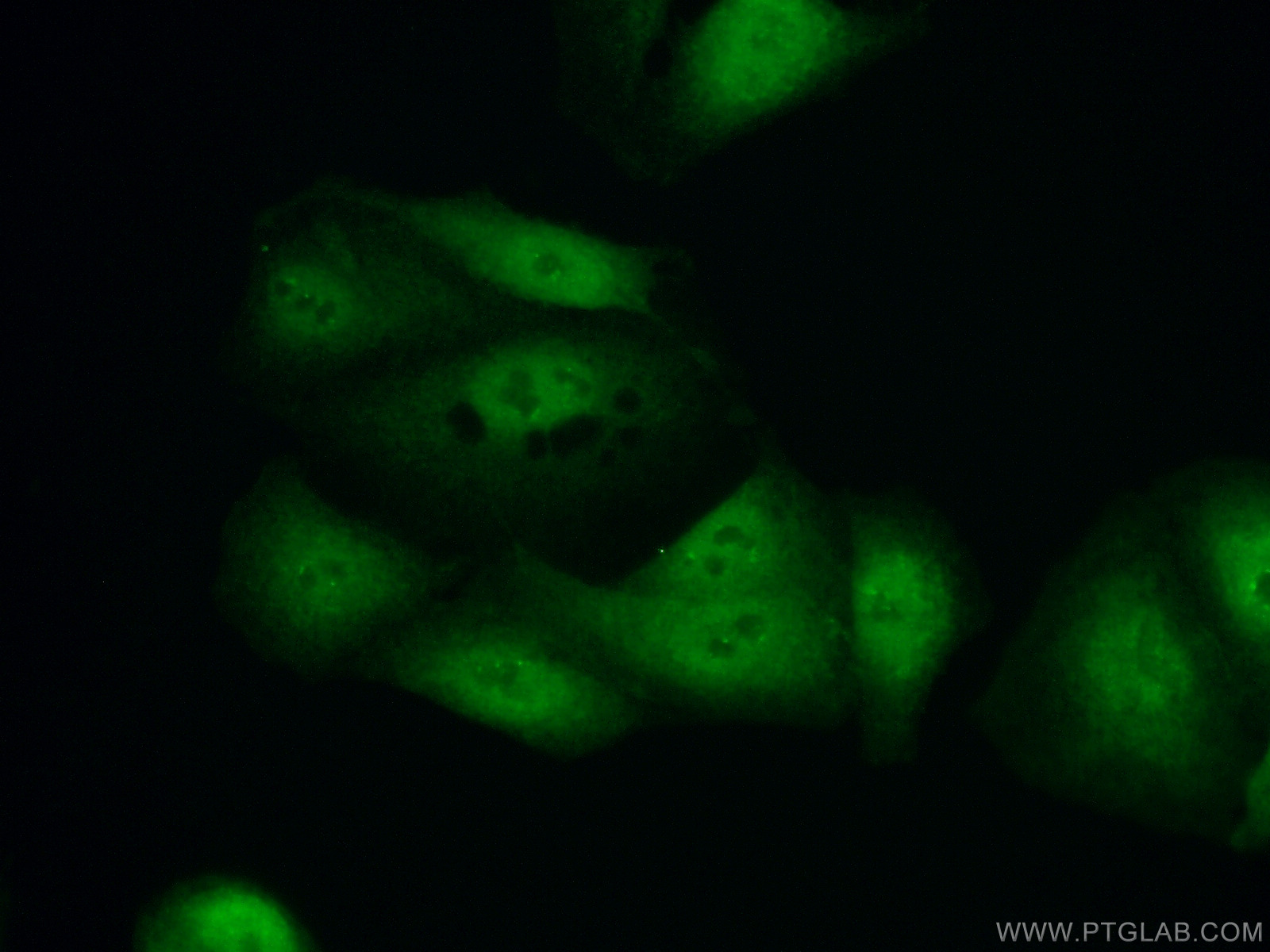 IF Staining of A549 using 23520-1-AP