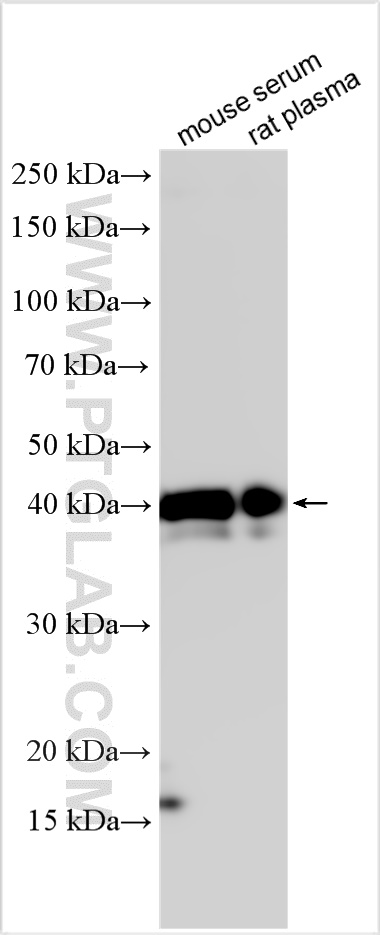 WB analysis using 16665-1-AP