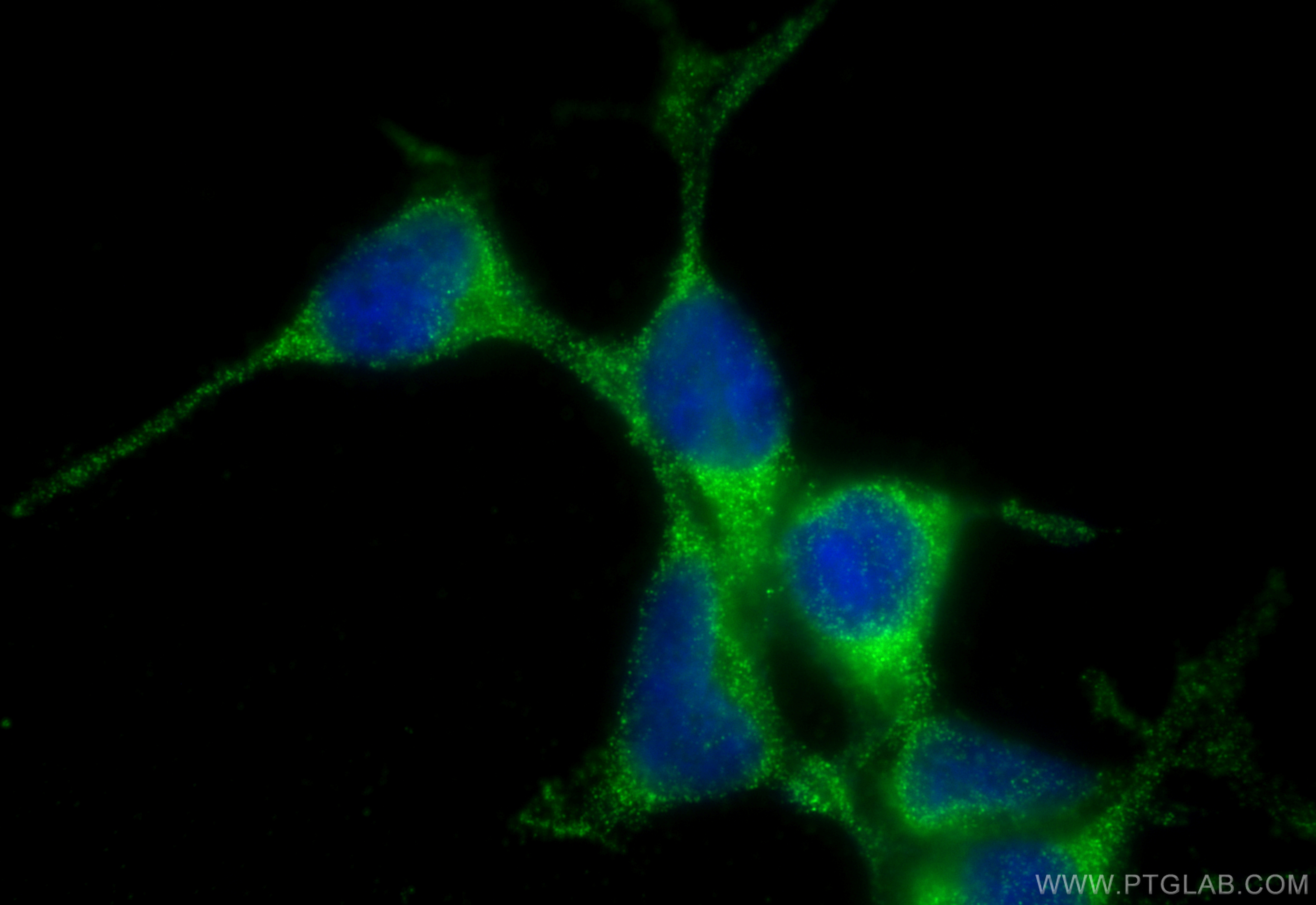 IF Staining of HEK-293 using 15077-1-AP