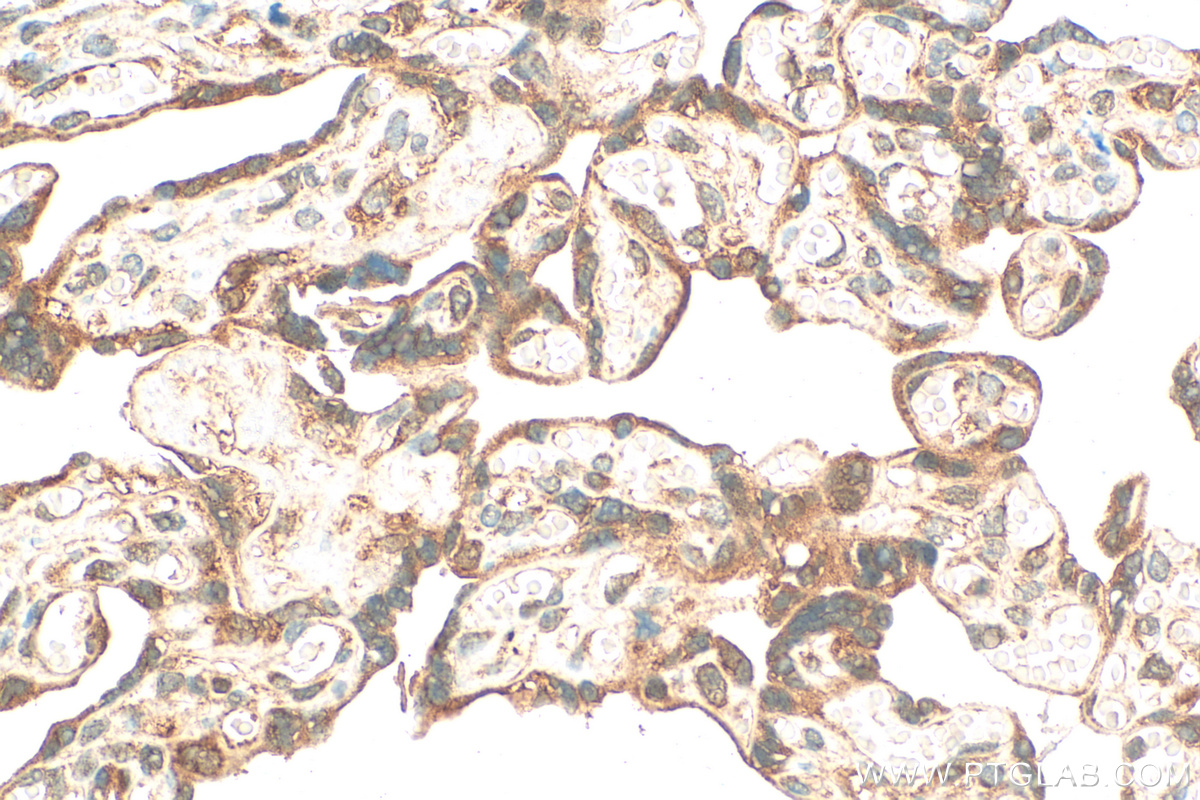 IHC staining of human placenta using 24529-1-AP