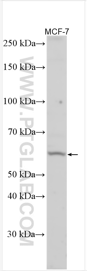 WB analysis using 28763-1-AP