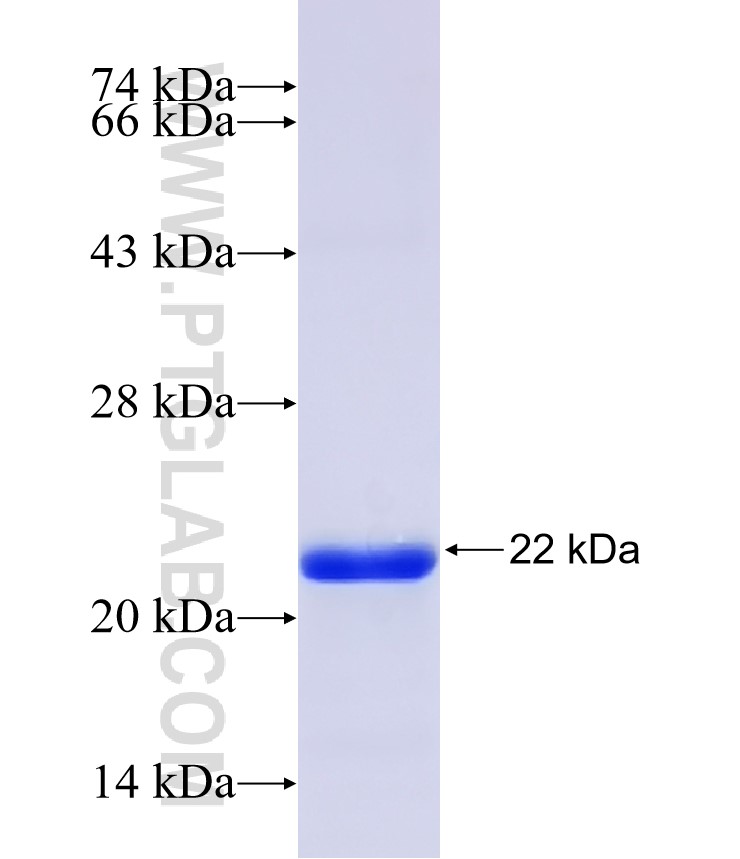 HRH1 fusion protein Ag30481 SDS-PAGE