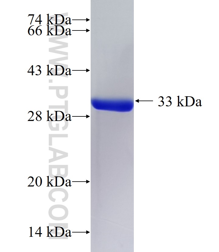 HS6ST1 fusion protein Ag16242 SDS-PAGE