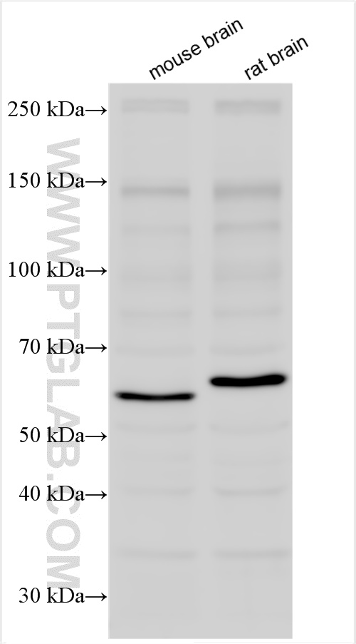 WB analysis using 10169-2-AP