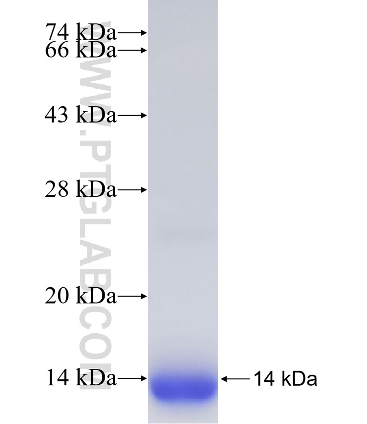 HSBP1 fusion protein Ag33576 SDS-PAGE