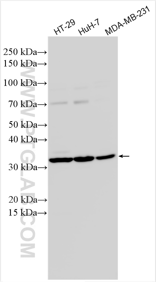 WB analysis using 31463-1-AP