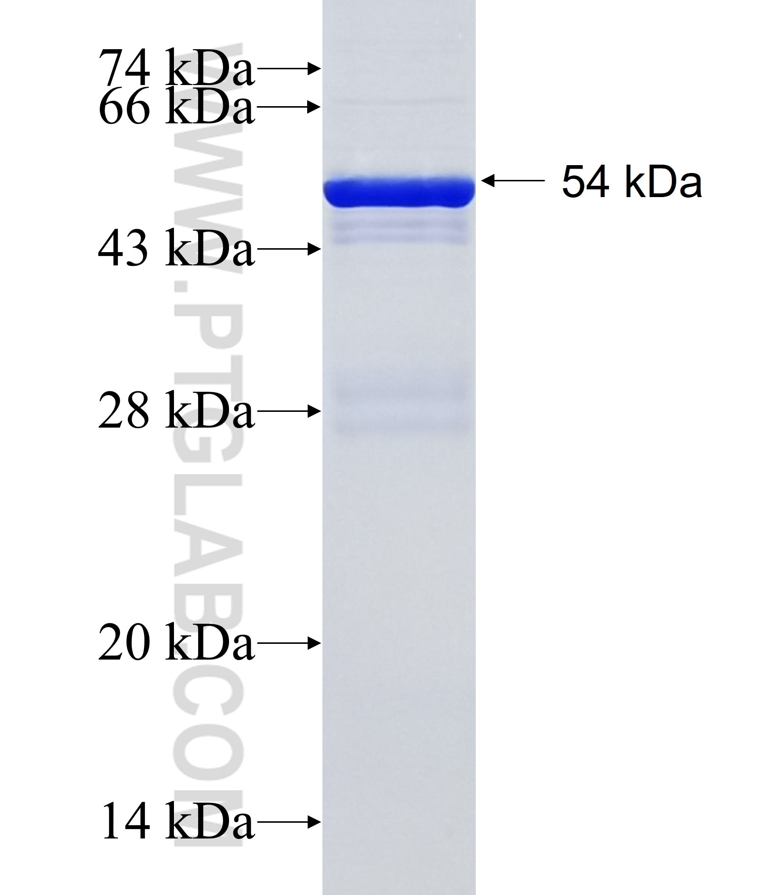 HSD17B12 fusion protein Ag34833 SDS-PAGE