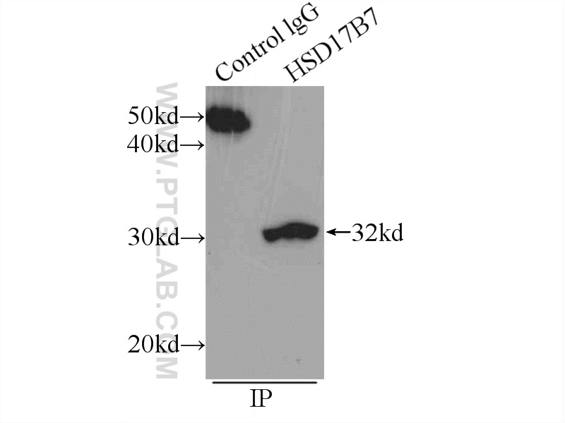 IP experiment of L02 using 16925-1-AP