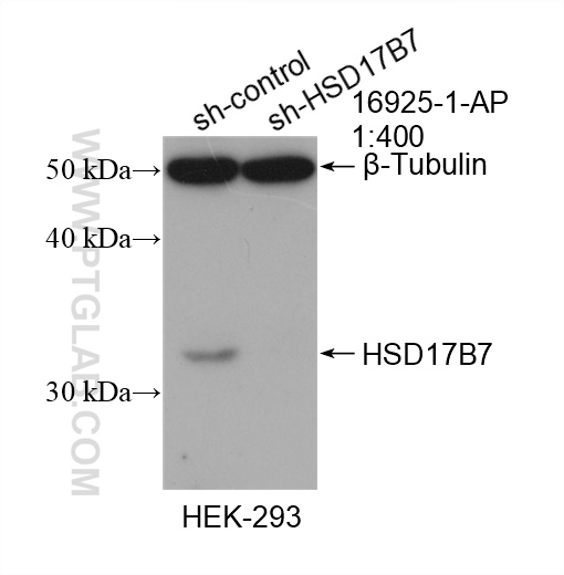 WB analysis of HEK-293 using 16925-1-AP