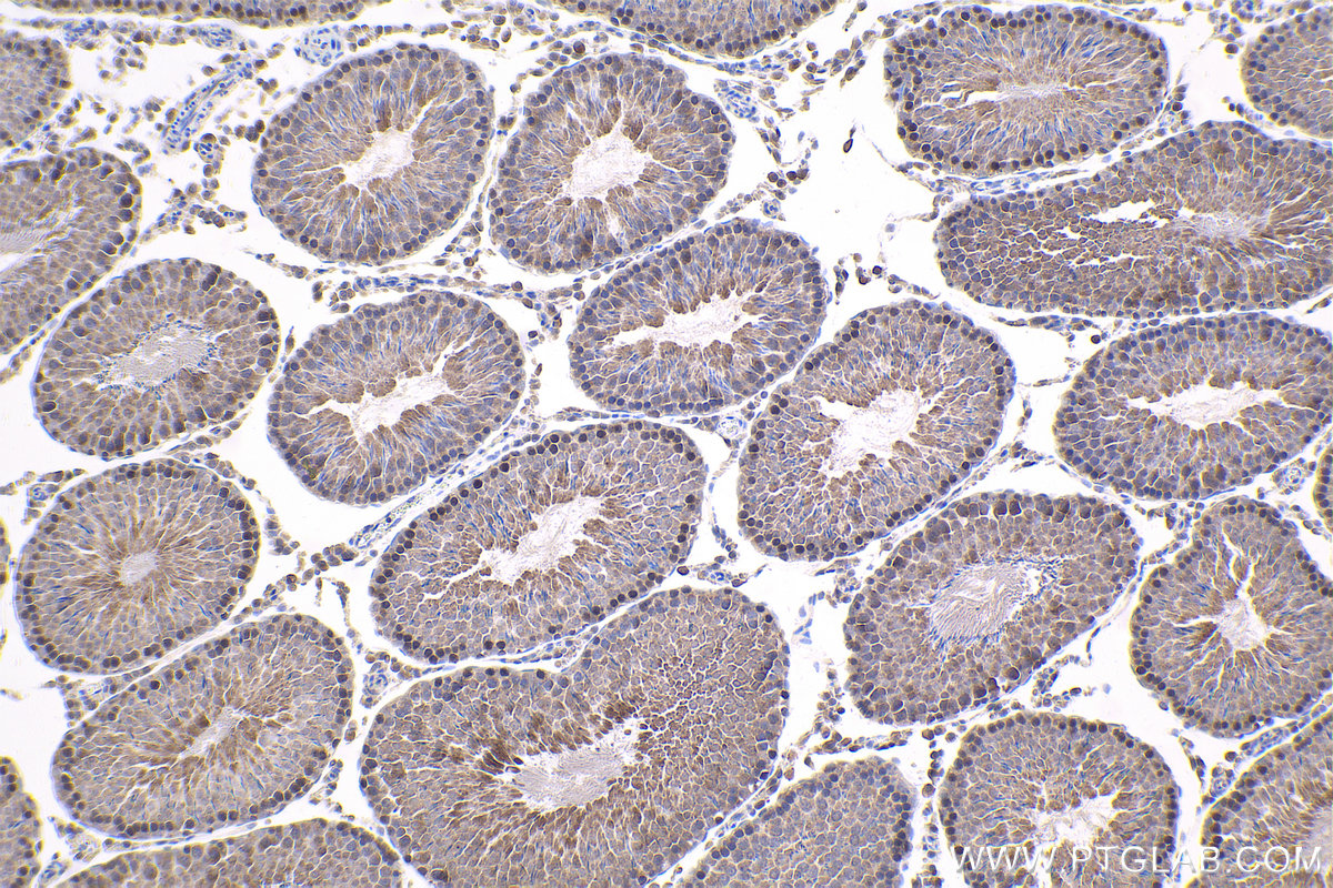 IHC staining of rat testis using 10706-1-AP