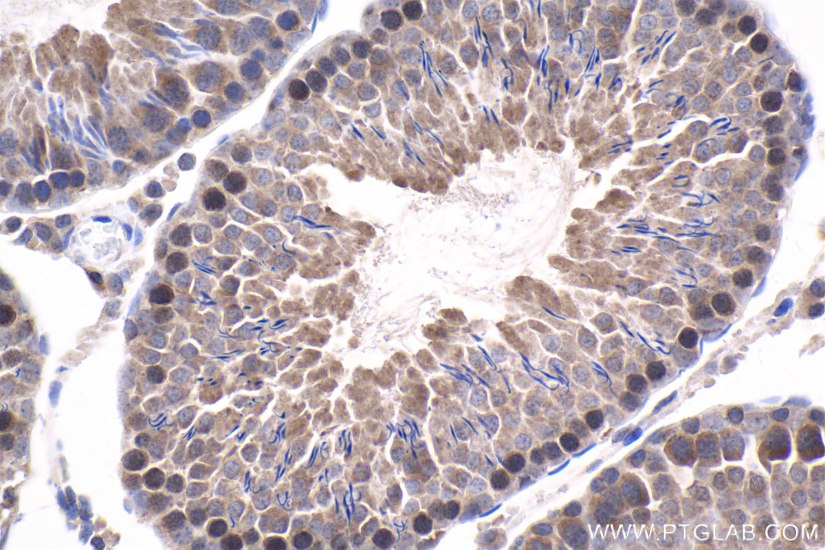 IHC staining of rat testis using 10706-1-AP