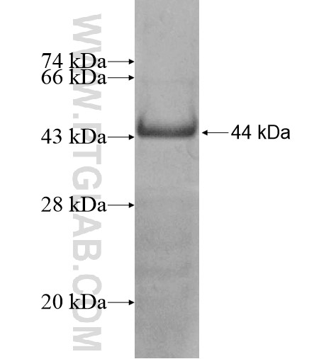 HSF5 fusion protein Ag11977 SDS-PAGE