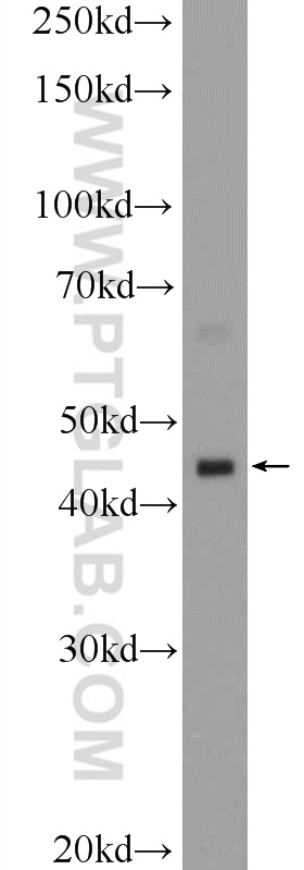 WB analysis of human testis using 11970-1-AP