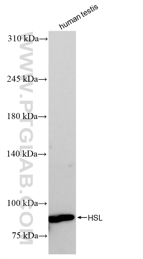 WB analysis of human testis using 84540-1-RR