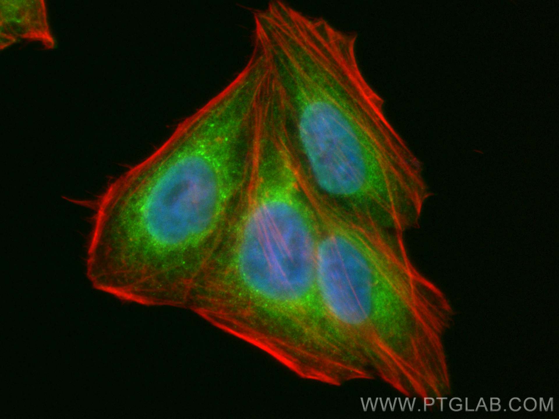 IF Staining of HepG2 using CL488-67863