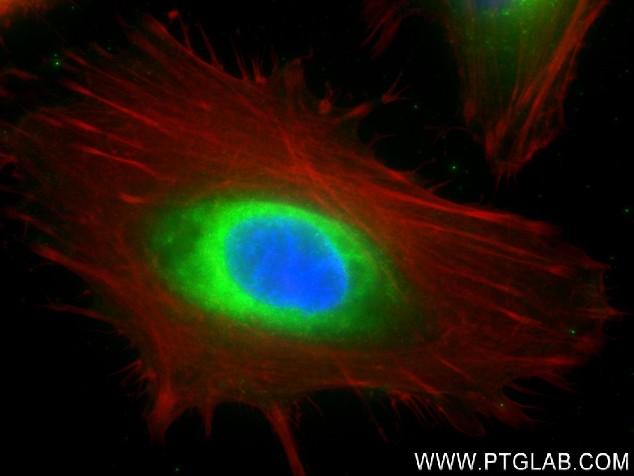 IF Staining of HeLa using 83689-4-RR