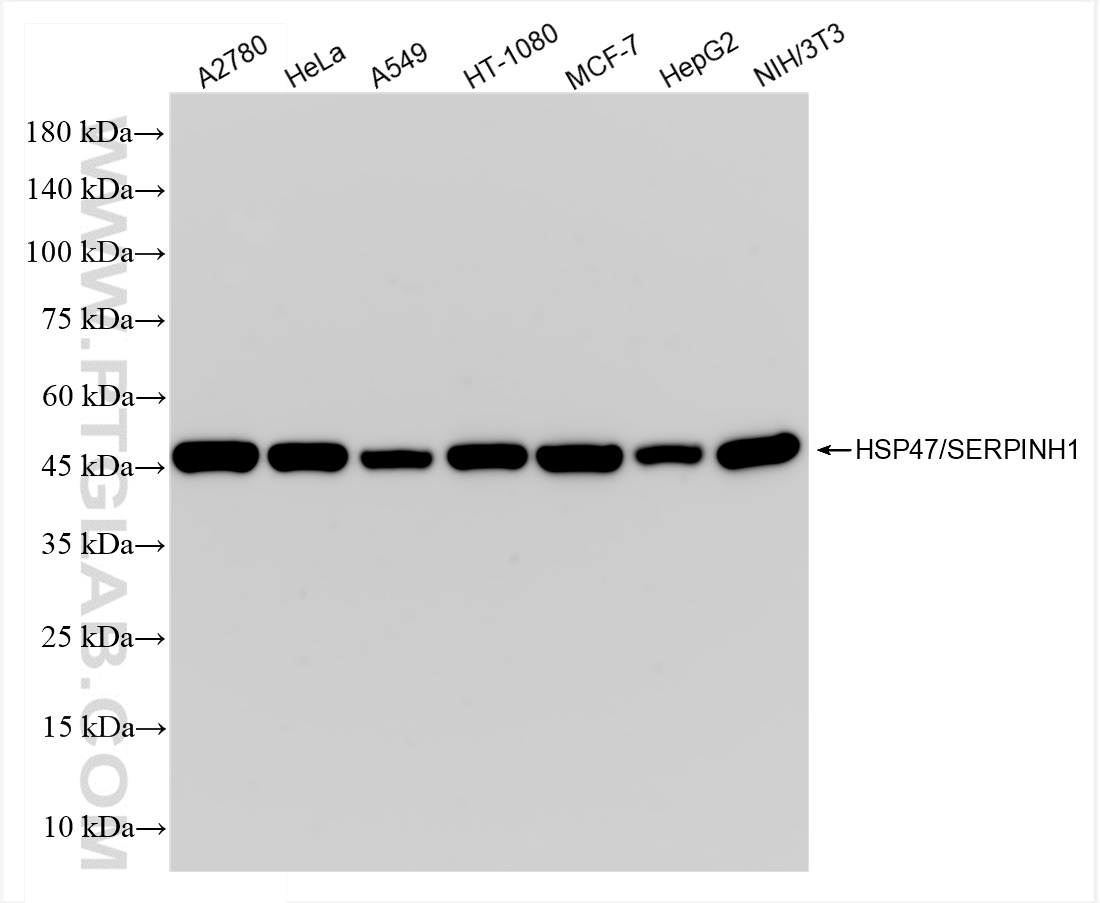 WB analysis using 83689-4-RR