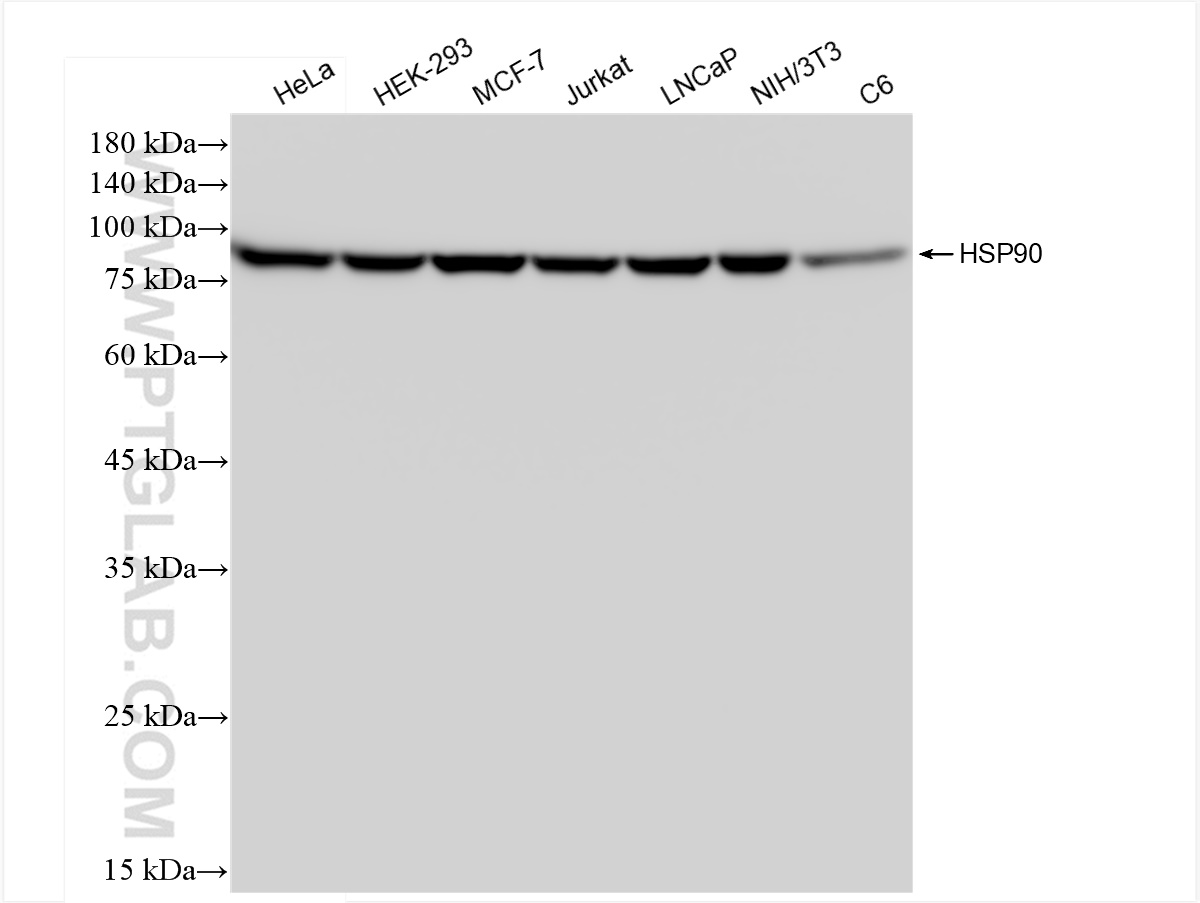 WB analysis using 83950-5-RR (same clone as 83950-5-PBS)