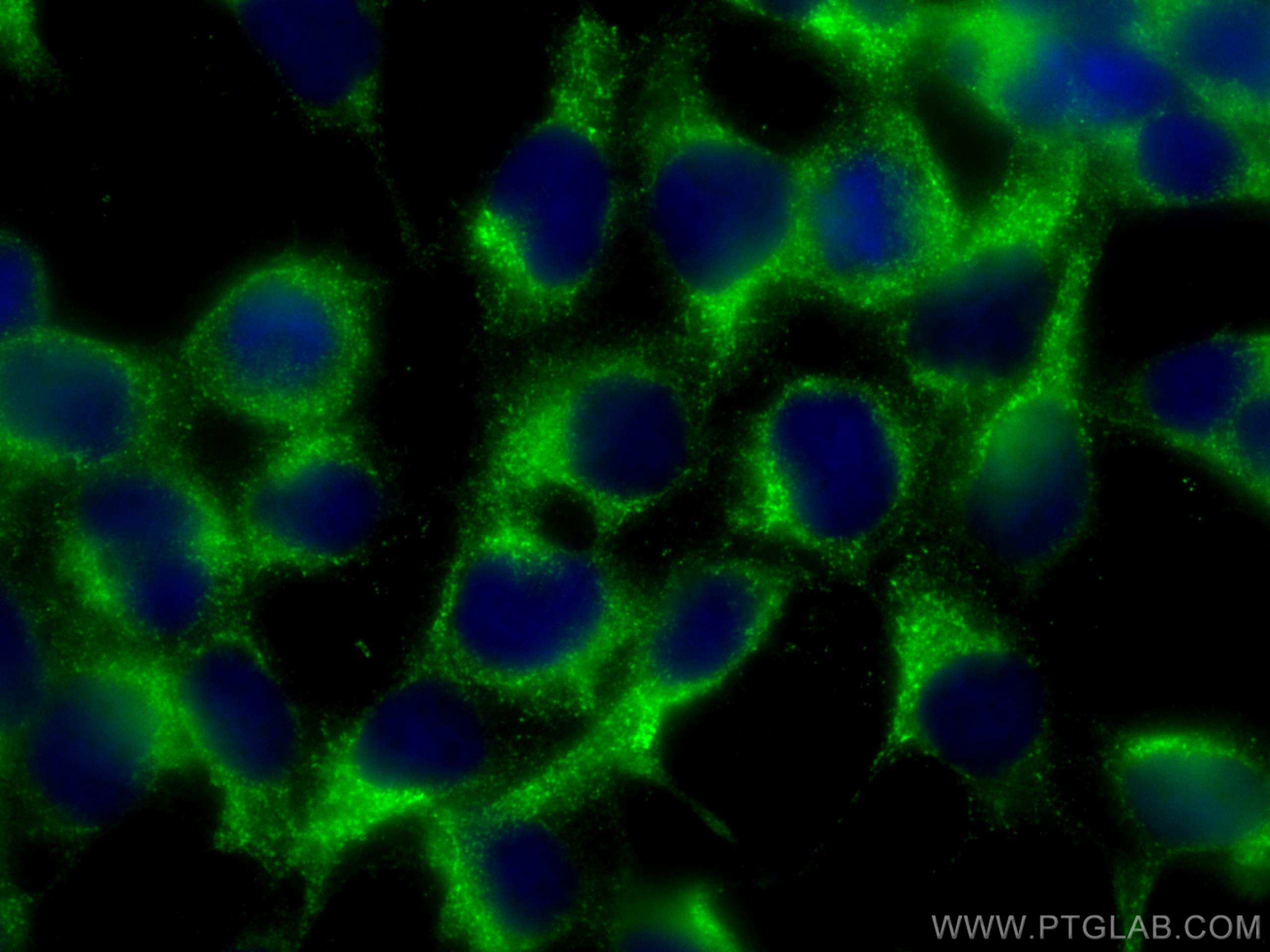 IF Staining of HEK-293 using 10979-1-AP