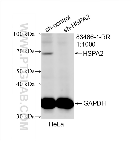 WB analysis of HeLa using 83466-1-RR