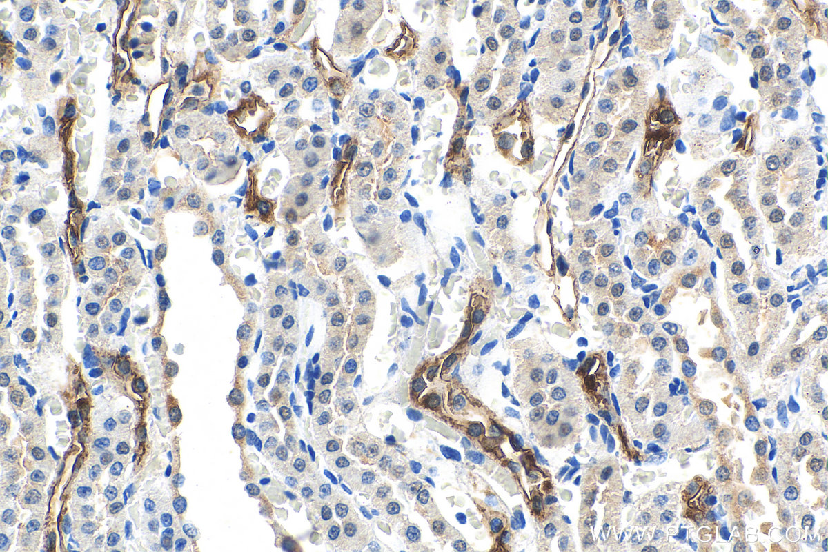IHC staining of rat kidney using 67890-1-Ig (same clone as 67890-1-PBS)