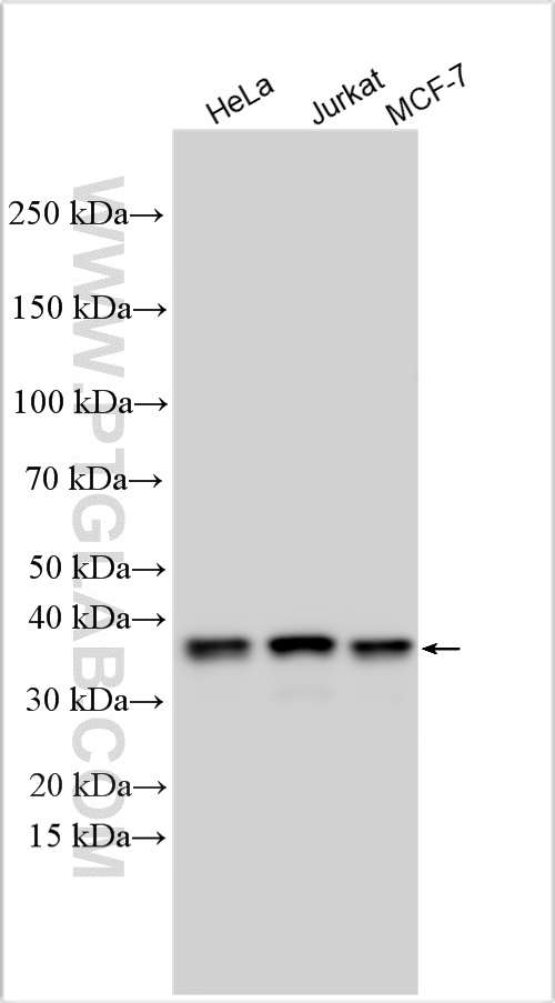 WB analysis using 10211-1-AP