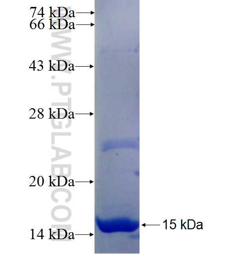 HTR1D fusion protein Ag25276 SDS-PAGE