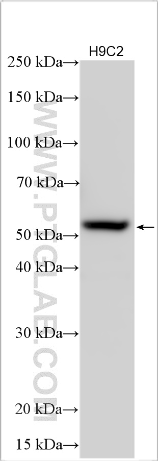 WB analysis using 26438-1-AP