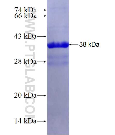 HTR5A fusion protein Ag28177 SDS-PAGE