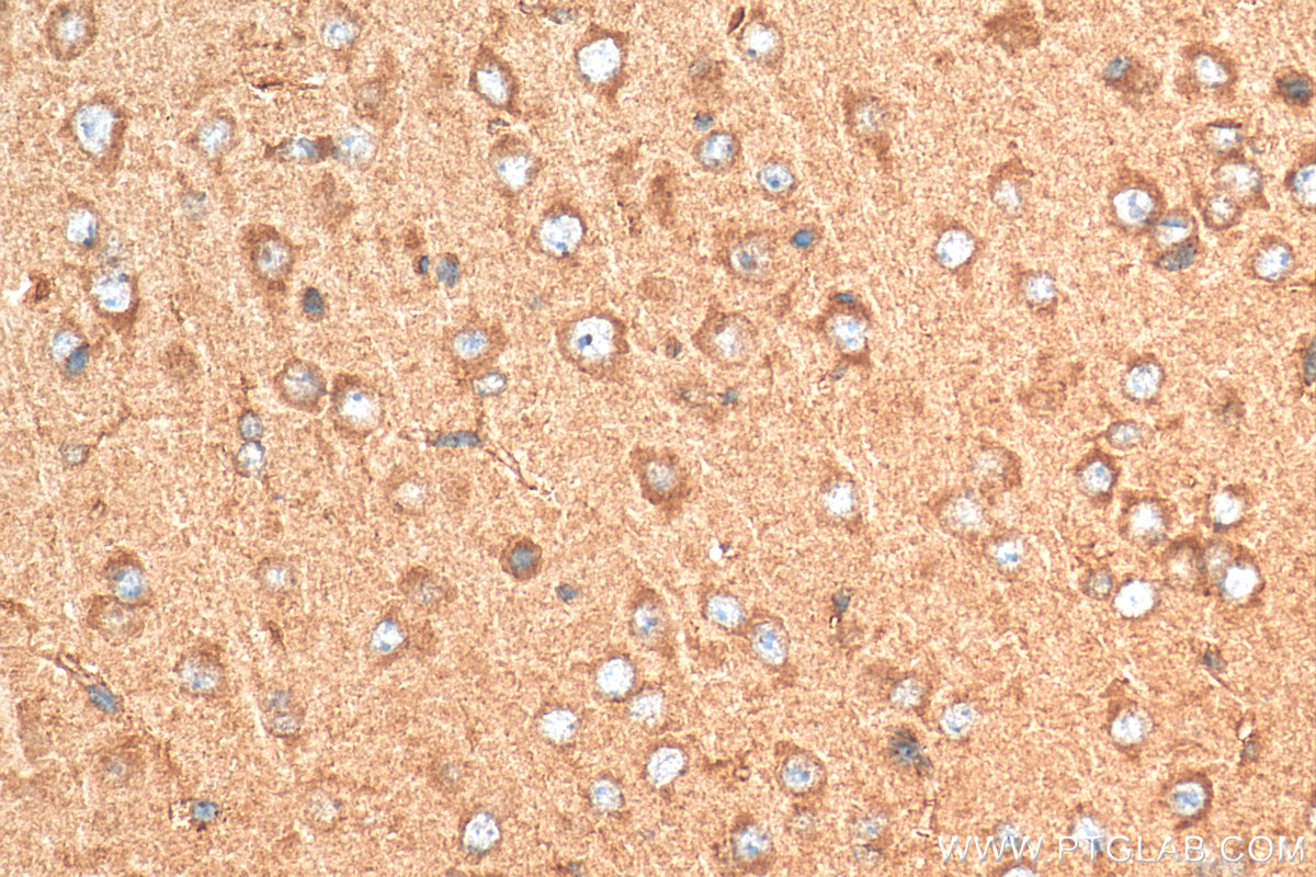 IHC staining of mouse brain using 29238-1-AP