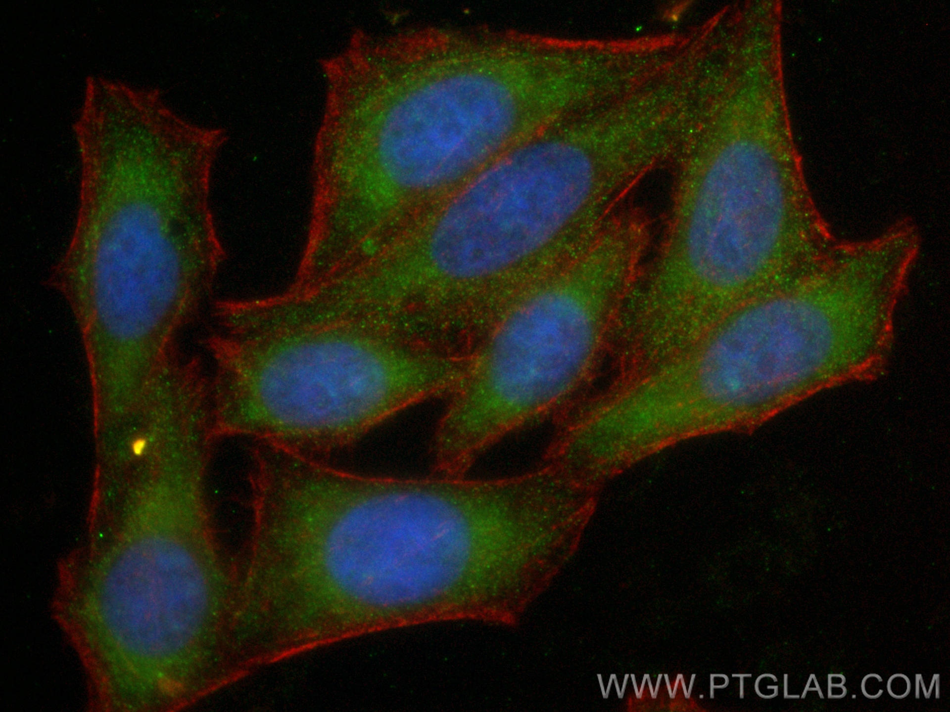 IF Staining of HepG2 using CL488-68053