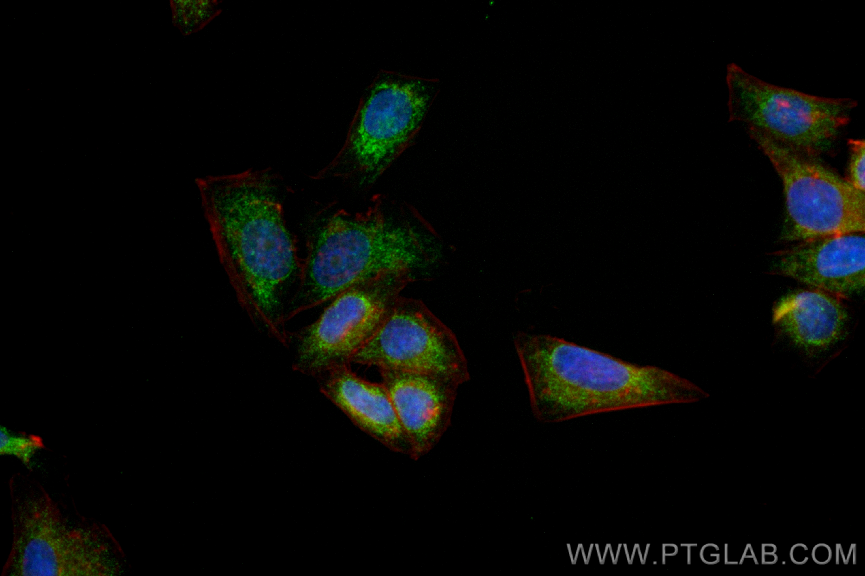 IF Staining of HepG2 using CL488-83492-7