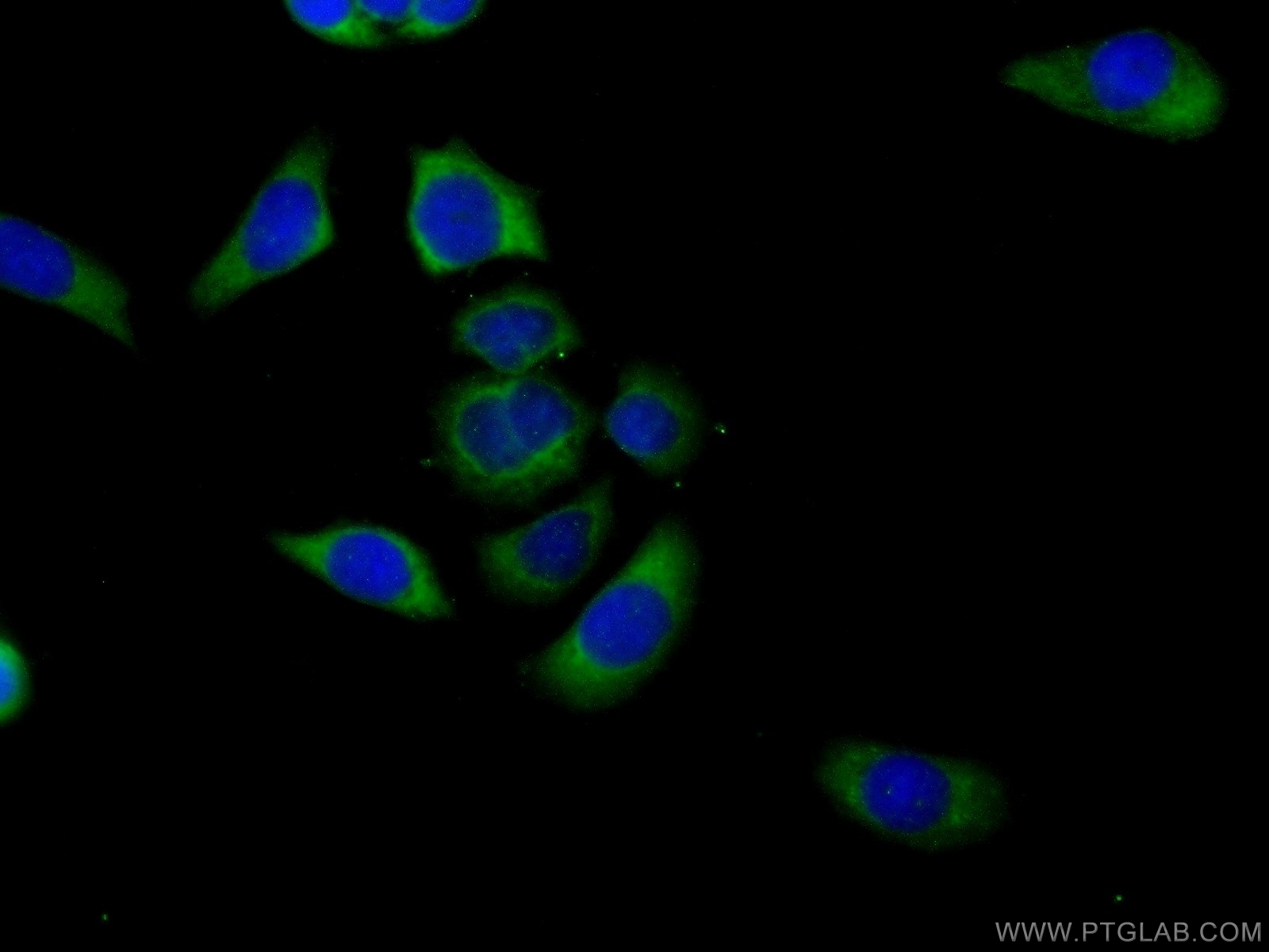 IF Staining of PC-3 using 14162-1-AP