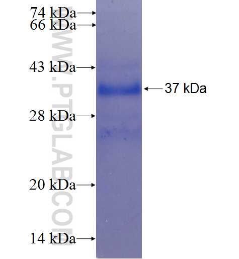 HVCN1 fusion protein Ag5350 SDS-PAGE