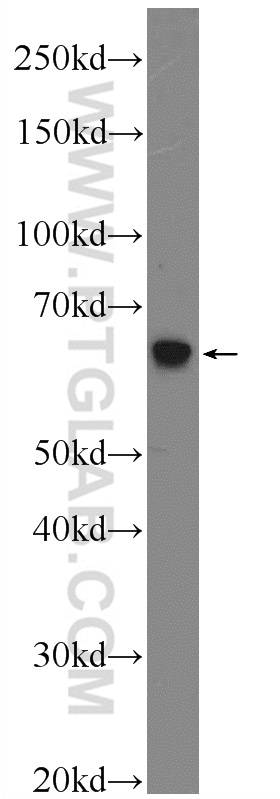 HYAL4 Polyclonal antibody