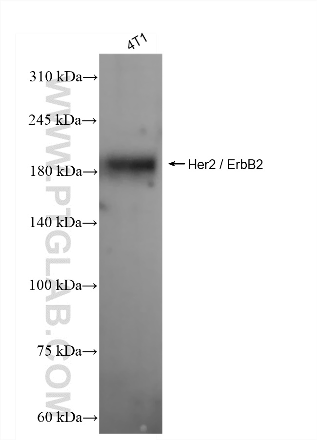 WB analysis of 4T1 using 84128-5-RR