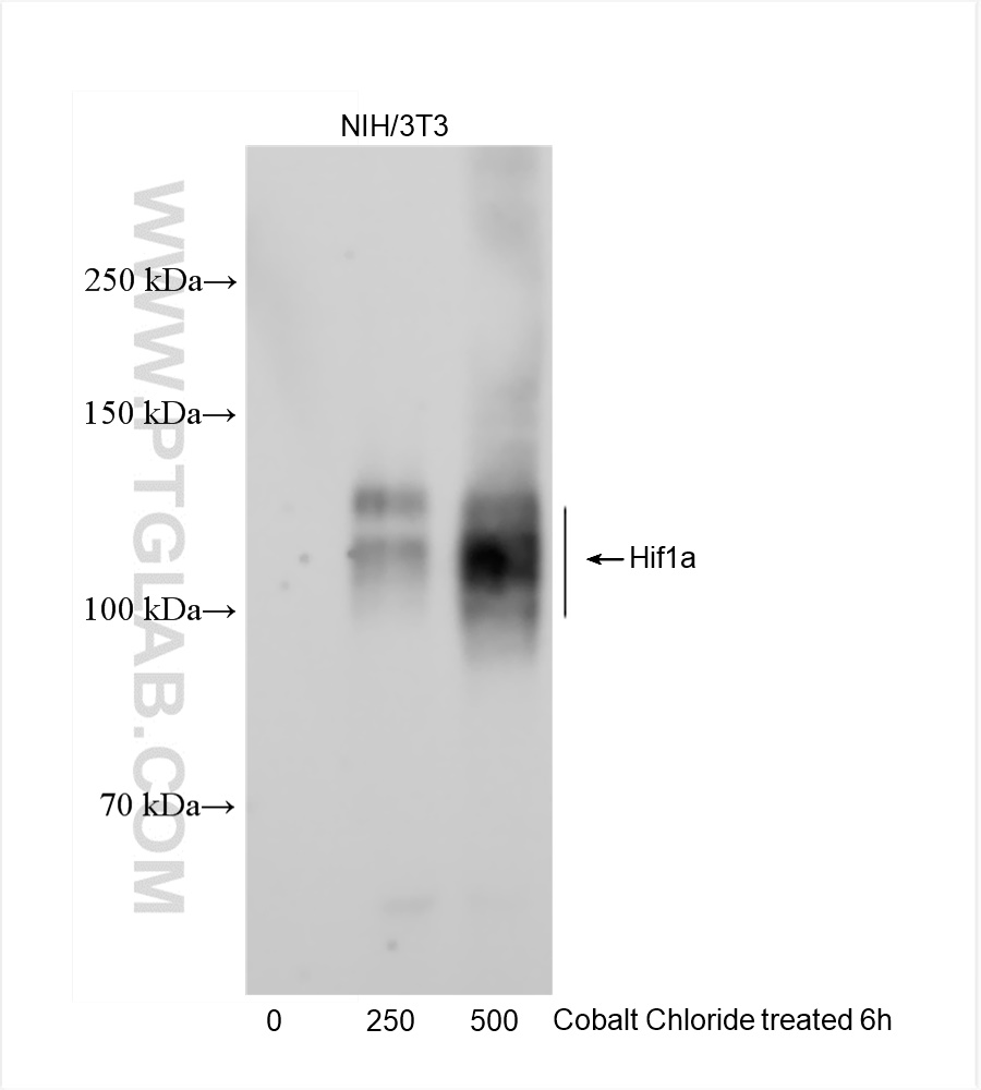 WB analysis of NIH/3T3 using 82989-4-RR