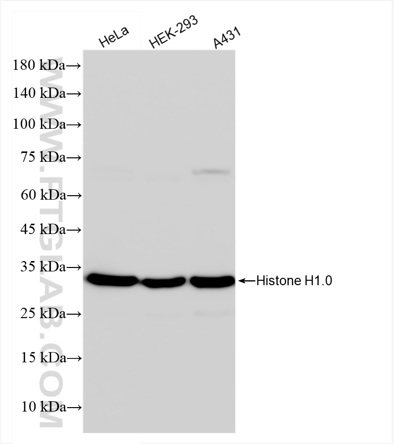 WB analysis using 83993-1-RR (same clone as 83993-1-PBS)