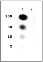 Histone H2A/H4 phospho Ser1 pAb tested by dot blot analysis. Dot blot analysis was used to confirm the specificity of Histone H2A/H4 phospho Ser1 pAb for phospho Ser1 of Histone H2A/H4. Modified and unmodified peptides were spotted onto PVDF and probed with the antibody at a 1:10,000 dilution. The amount of peptide spotted (in picomoles) is indicated next to each row. Lane 1: Peptide phosphorylated at Ser1. Lane 2: Unmodified Ser1 peptide.