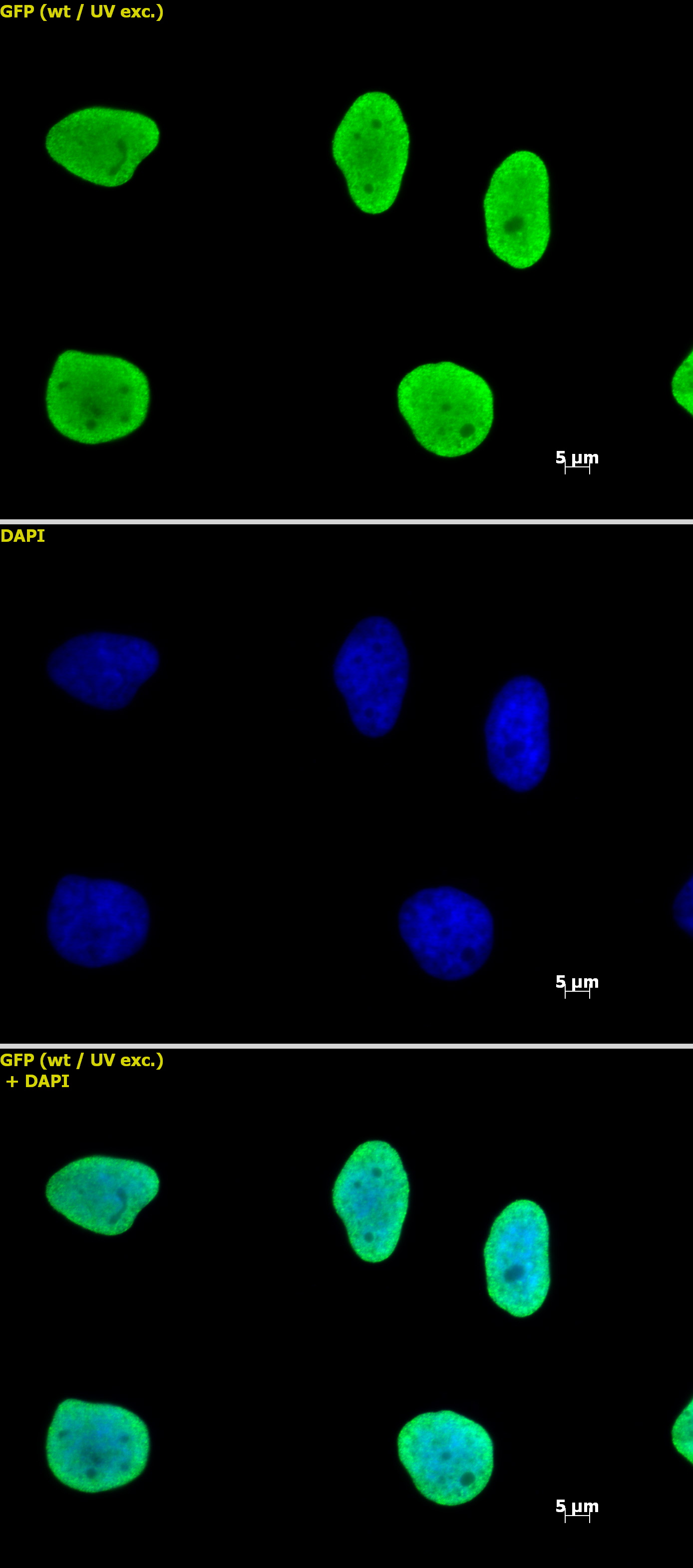 Histone H3 antibody (mAb) (Clone MABI 0301) | Proteintech | 武汉三鹰生物技术有限公司