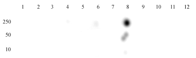 Histone H3K27ac antibody tested by dot blot analysis. Dot blot analysis was used to confirm the specificity of Histone H3K27ac antibody. Acetylated peptides were spotted onto PVDF and probed with antibody at 1 ug/ml. The amount of peptide (picomoles) spotted is indicated on the left. Column 1: H3K37ac. Column 2: H3K36ac. Column 3: H3K9ac. Column 4: H3K14ac. Column 5: H3K18ac. Column 6: H3K23ac. Column 7: unmod H3K27. Column 8: H3K27ac. Column 9: H4K5ac. Column 10: H4K8ac. Column 11: H4K12ac. Column 12: H4K16ac.