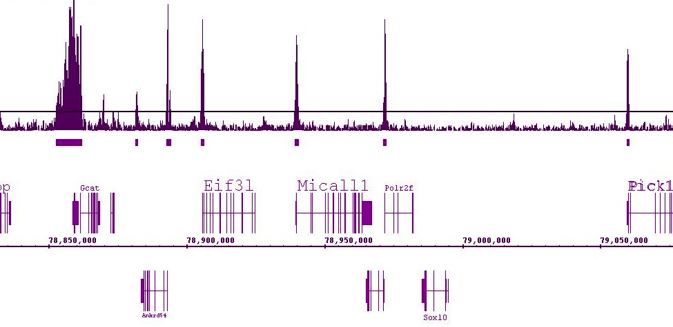 Histone H3K9ac antibody (pAb) tested by ChIP-Seq. ChIP was performed using the ChIP-IT High Sensitivity Kit (Cat. No. 53040) with 30 ug of chromatin from mouse liver. ChIP DNA was sequenced on the Illumina GA II and 25 million sequence tags were mapped to identify H3K9Ac binding across the genome. The image shows a 1.5 million base pair region on chromosome 15. H3K9Ac shows promoter localization at many genes and broader binding near the Gcat gene.