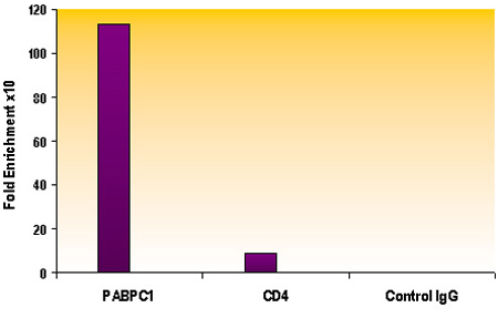 ChIP of Histone H3K9ac antibody (pAb) Chromatin IP performed using the ChIP-IT Express Kit (Catalog No. 53008) and HeLa Chromatin (1.5 x 106 cell equivalents per ChIP) using 3 ug of Histone H3 acetyl Lys9 antibody or the equivalent amount of rabbit IgG as a negative control. Real time, quantitative PCR (RT-qPCR) was performed on DNA purified from each of the ChIP reactions using a primer pair specific for the indicated gene. Data are presented as Fold Enrichment of the ChIP antibody signal versus the negative control IgG using the ddCT method.