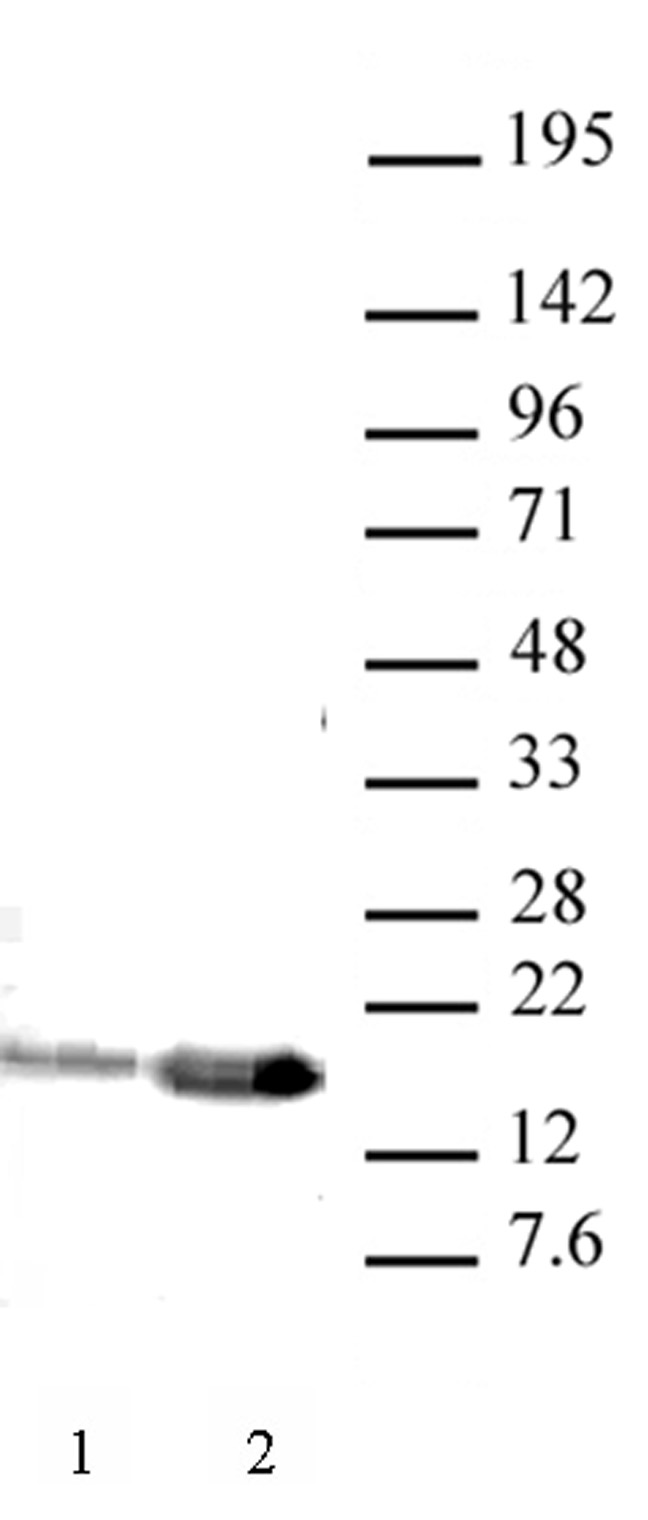 Western blot of Histone H3K9ac antibody (pAb). HeLa nuclear extract (20 ug per lane) probed with Histone H3 acetyl Lys9 antibody (0.25 ug per ml). Lane 1: cells treated with sodium butyrate. Lane 2: no treatment.